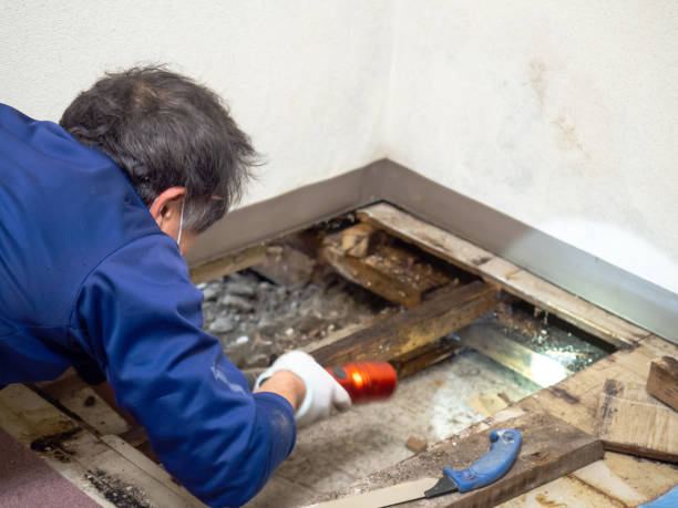 Best Certified Mold Removal  in Gholson, TX