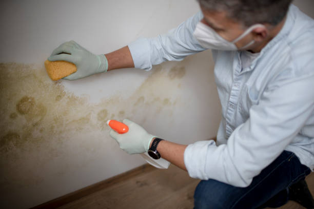 Certified Mold Removal in Gholson, TX