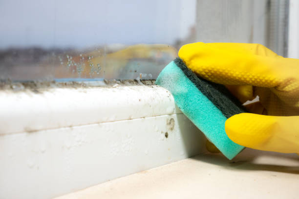 Best Mold Damage Repair  in Gholson, TX