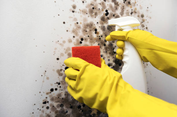 Best Fast Mold Removal  in Gholson, TX