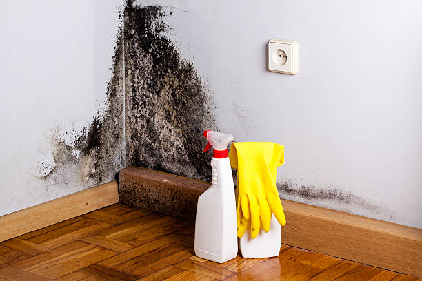 Best Attic Mold Removal  in Gholson, TX