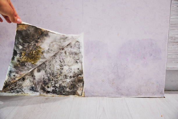 Best Toxic Mold Removal  in Gholson, TX